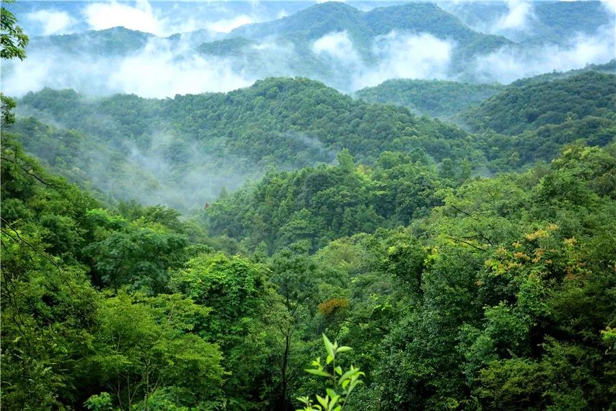 梅州實(shí)踐：從“林長(cháng)制”到“林長(cháng)治”