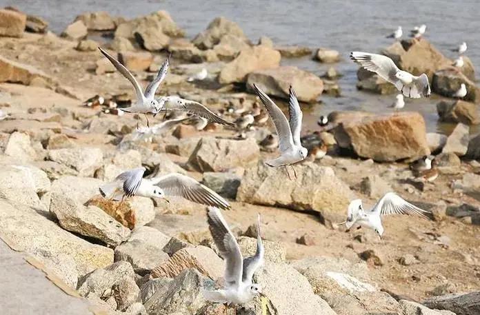 深圳迎來(lái)觀(guān)鳥(niǎo)賞魚(yú)最佳季節！