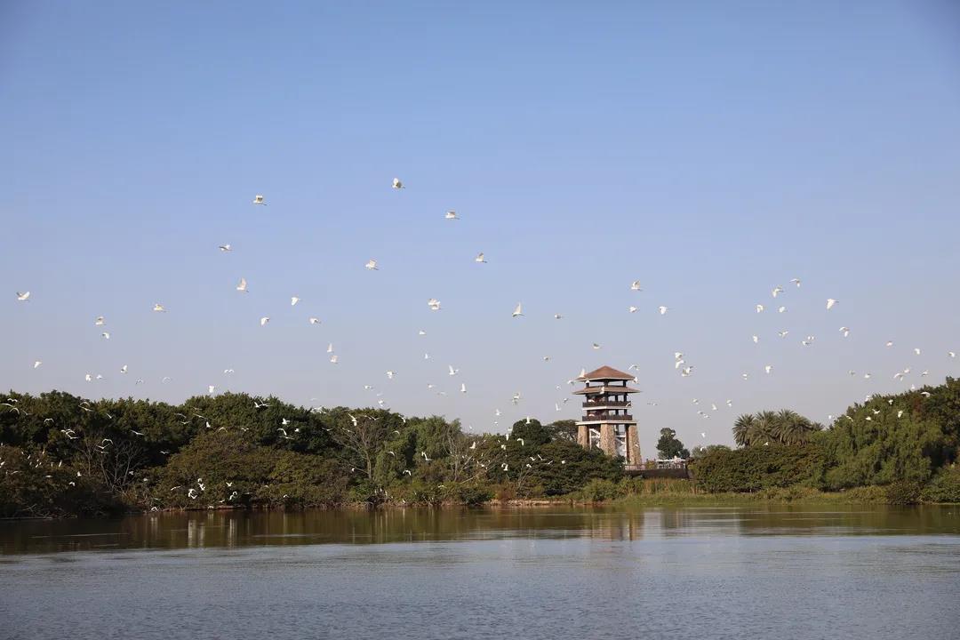 大批候鳥(niǎo)南下！廣東進(jìn)入最佳觀(guān)鳥(niǎo)季