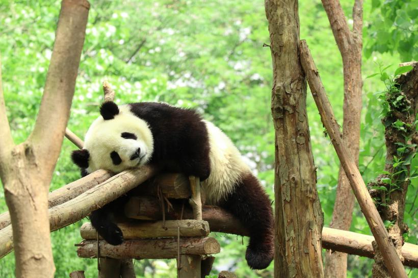 國家林草局部署推動(dòng)大熊貓國家公園建設工作