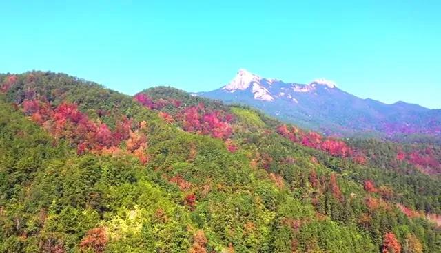 又見(jiàn)新豐紅葉紅！一起走進(jìn)“嶺南紅葉之鄉”