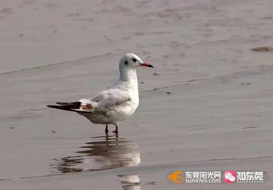 視頻直擊！大批候鳥(niǎo)飛臨東莞！