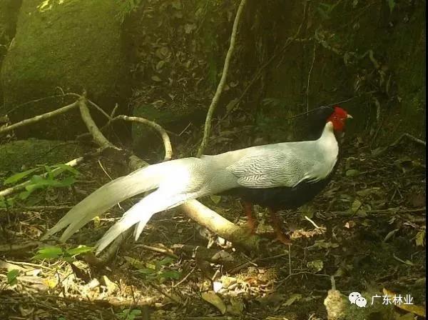 小靈貓、豹貓等“國保”動(dòng)物現身東源康禾保護區！