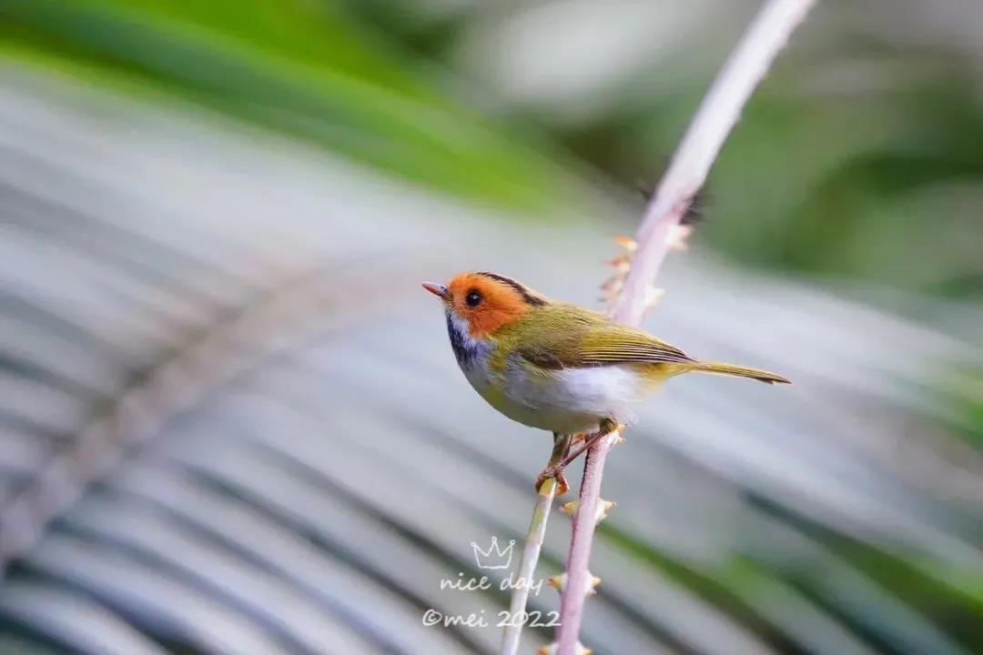 新萌鳥(niǎo)出沒(méi)！肇慶這里首次發(fā)現……
