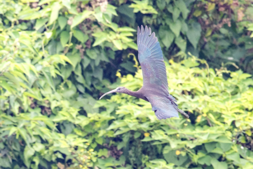 愛(ài)鳥(niǎo)周丨帶你認識廣東特色鳥(niǎo)兒