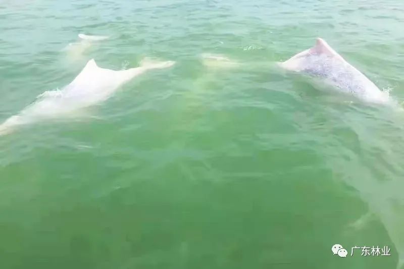 好運來(lái)！30只中華白海豚結隊暢游廣東雷州灣