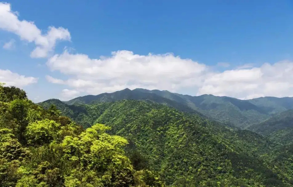 視頻曝光！小靈貓首次現身車(chē)八嶺