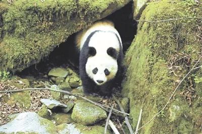 陜西太白林業(yè)局巡護監測偶遇野生大熊貓